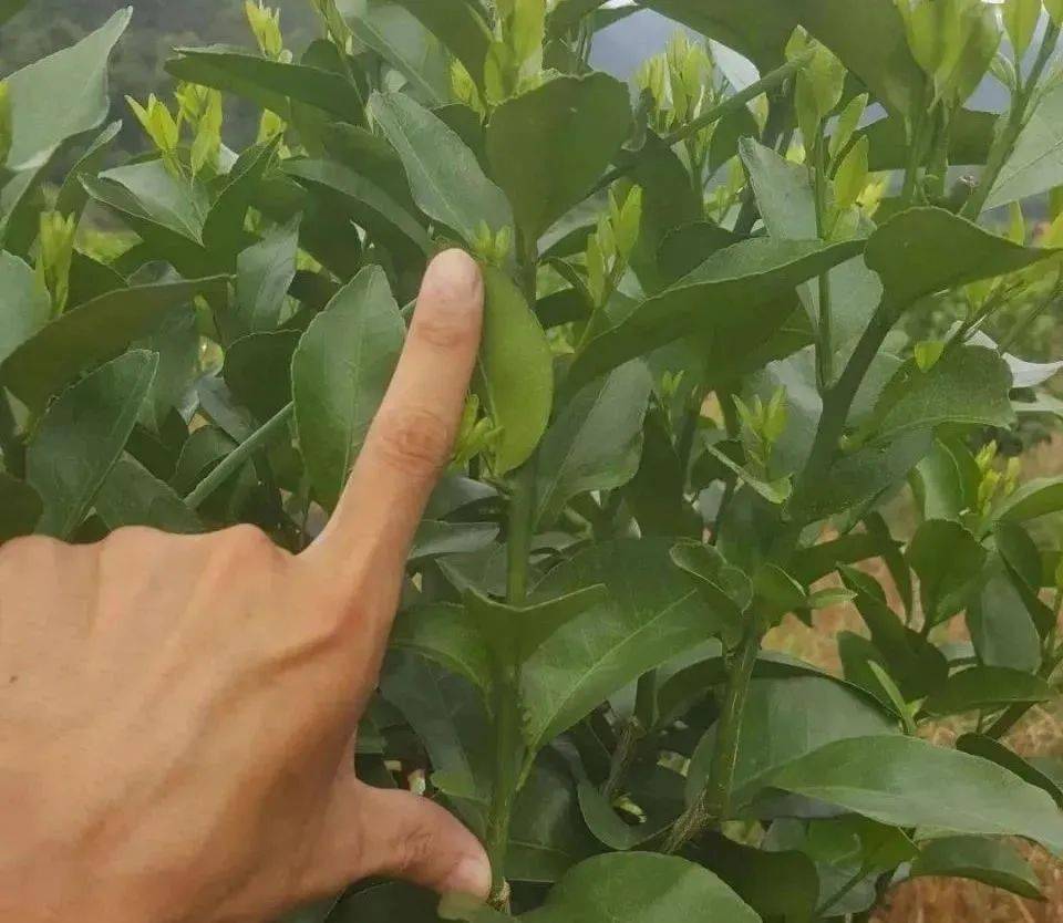 为什么要剪除掉柑橘的迟秋梢呢?这里大有学问_结果