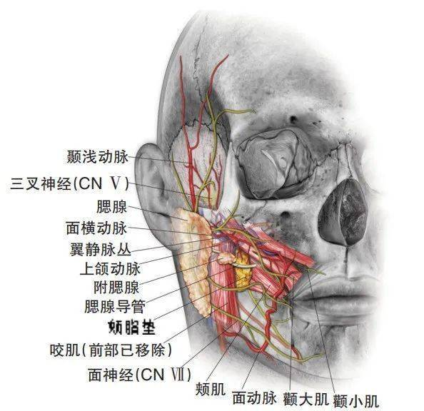 口腔种植相关外科解剖——颊脂垫