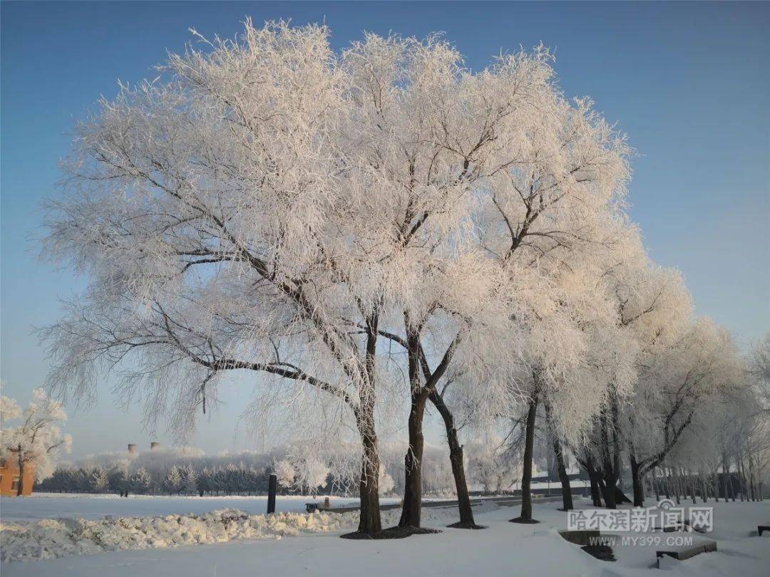 雪树银花,雾凇扮靓冰城!