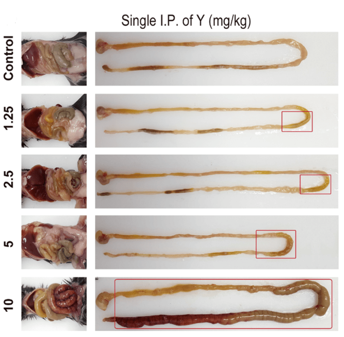 y 处理小鼠后的急性毒性造成肠道损伤