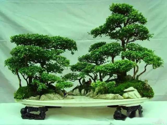 树是什么季节的 a54af6dbacfa4e69a655c9ad84d35ae6.jpeg