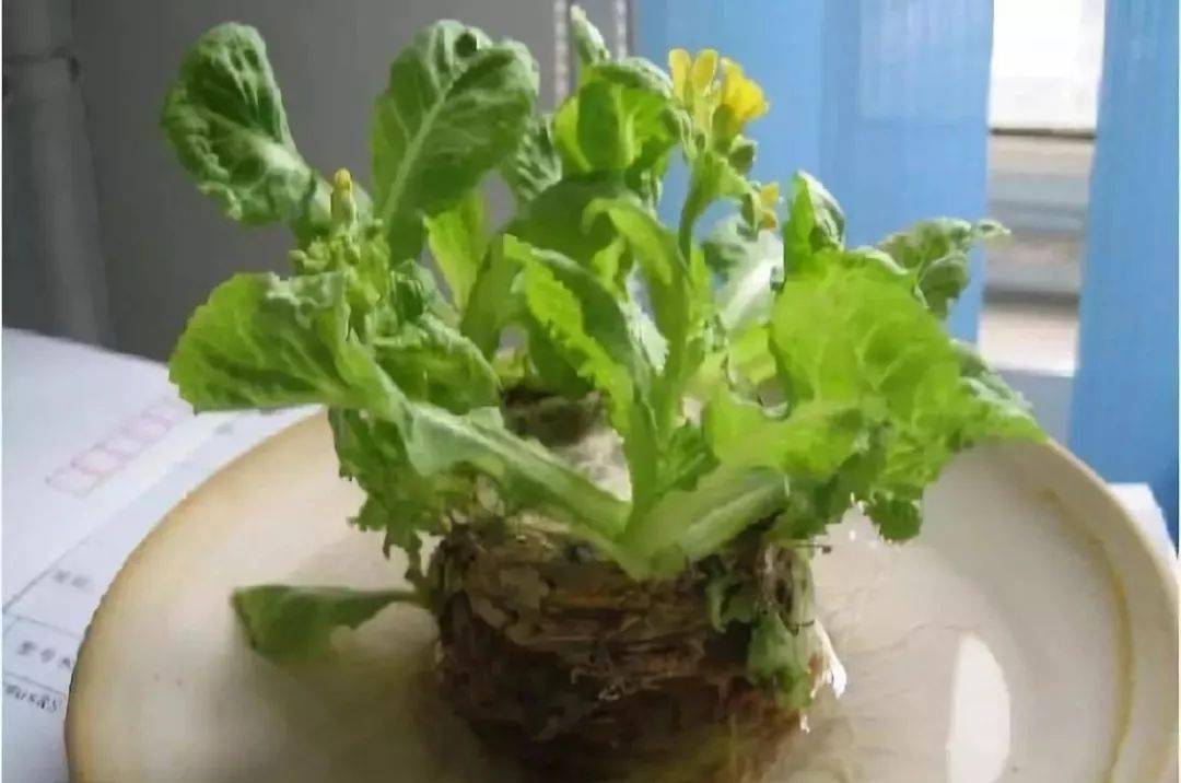 梦境迷踪，解析梦见白菜没有菜头的深层含义