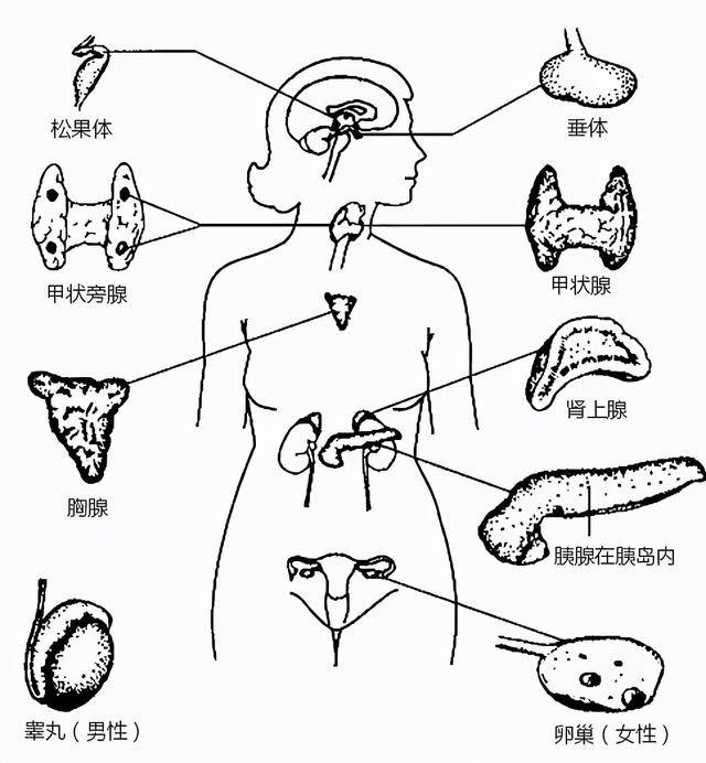 什么是腺体?每种腺体都有什么功效?详解人体8大腺体