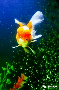 金鱼换水方法_水质对金鱼生长发育的影响_原生鱼咋换水
