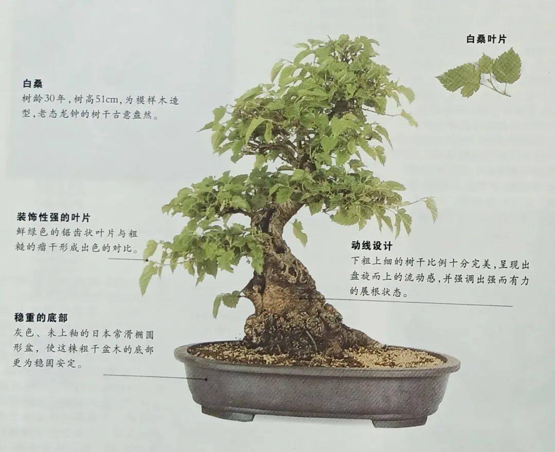盆景树种介绍