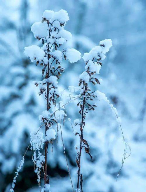 咏雪知什么成语_等什么君(4)