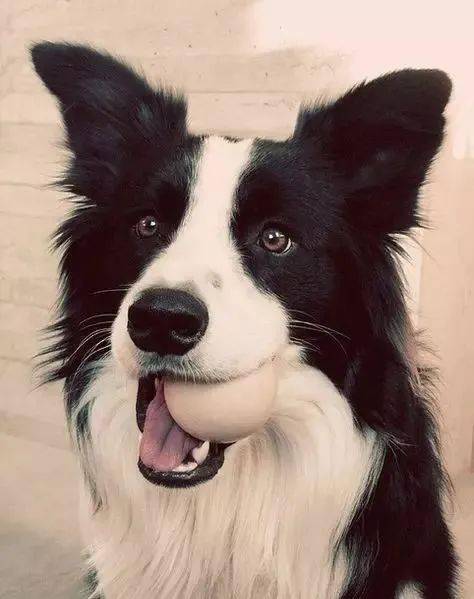 边牧专栏丨边境牧羊犬各年龄段适合玩的玩具_狗狗