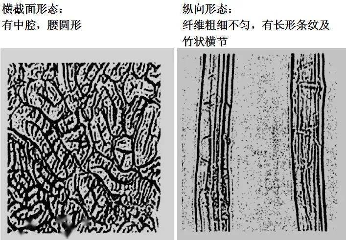 常见纺织纤维在显微镜下的形态