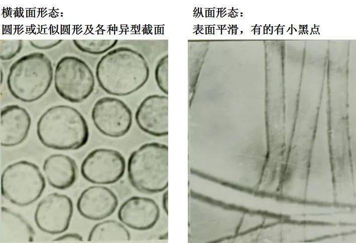 常见纺织纤维在显微镜下的形态