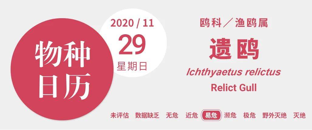 是什么，让鸥鸟开始吞噬同类？