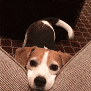 可爱撩人表情包:你说,你在外面是不是有别的猫了?