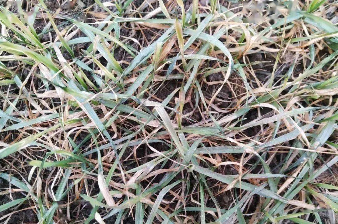 冬季年前小麦使用异丙隆导致的"冻药害"