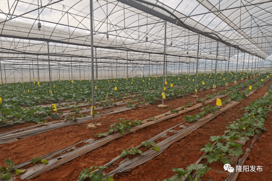 2020有机蔬菜排名_云南有机蔬菜面积全国排名第1位农产品网络(2)