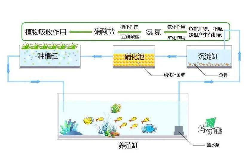 专业深挖鱼菜共生