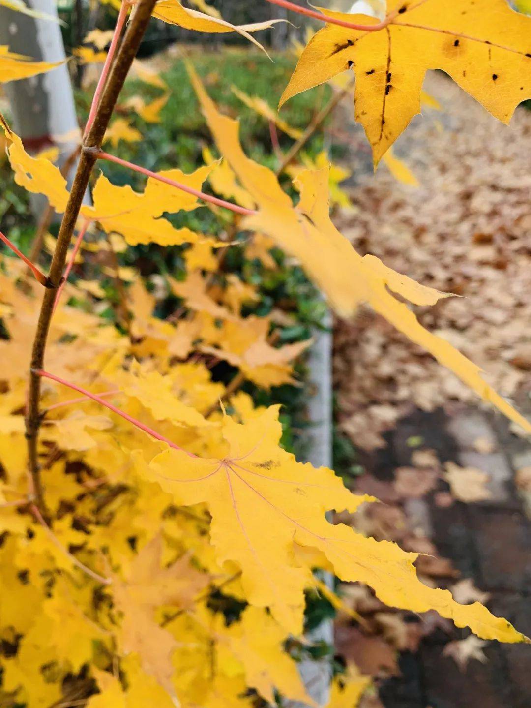 GDP少公布一些知乎(2)