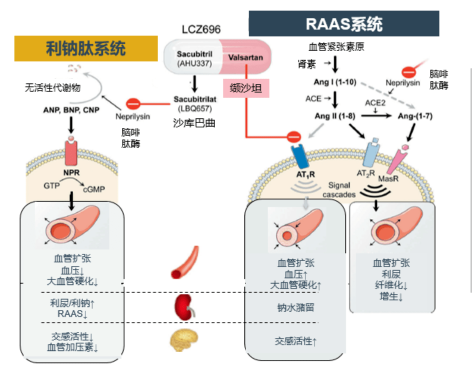 降压,器官保护的新希望-沙库巴曲缬沙坦