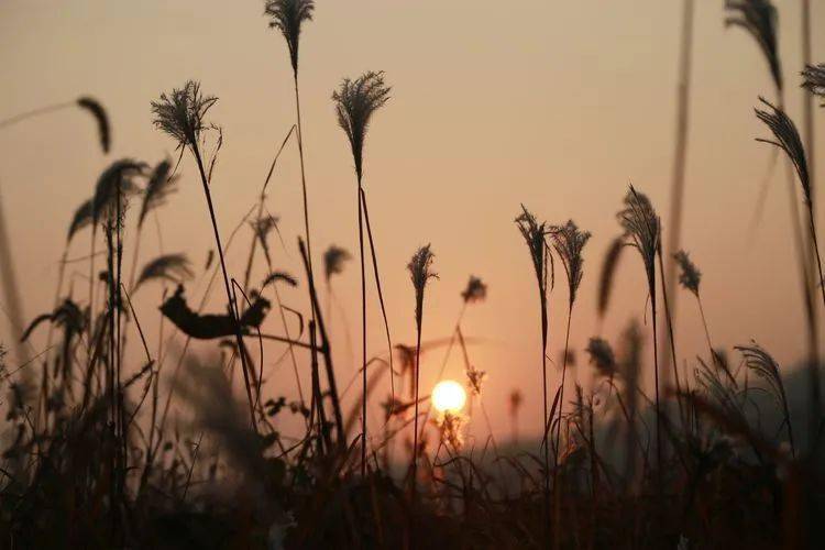 《花间留晚照》    