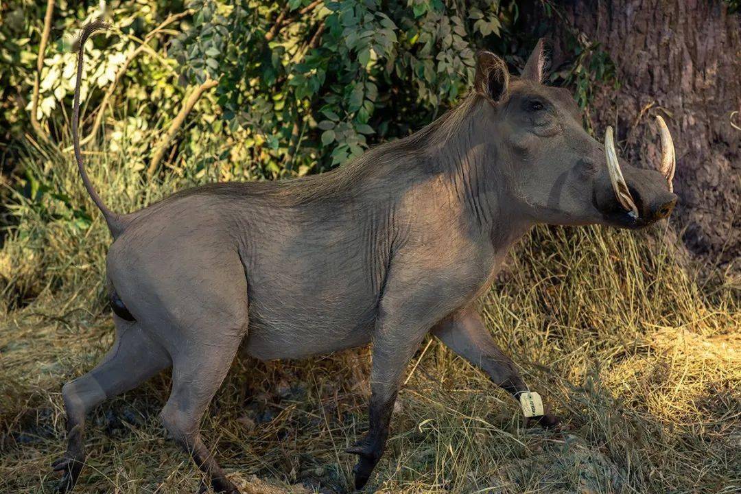 江雪说展品——疣猪（上）_搜狐网