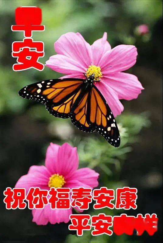 冬日清晨早安问候动画图片鲜花带字问候大家早上好的漂亮鲜花图片