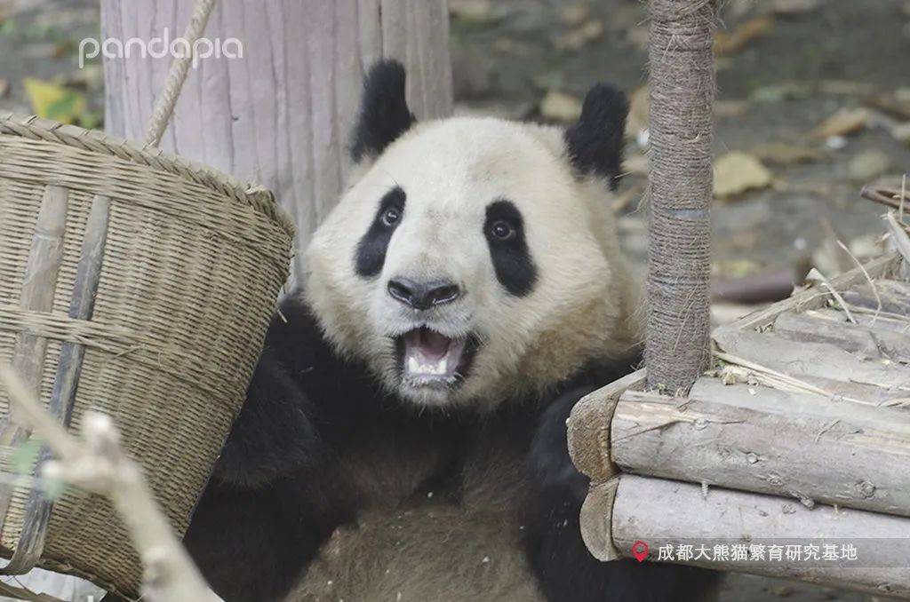 熊猫的耳朵牢固吗