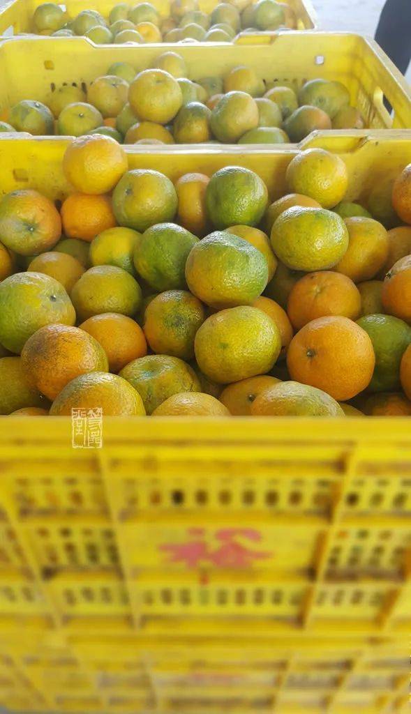 陈皮好不好,从采摘柑果就开始了| 行走茶区:广东新会