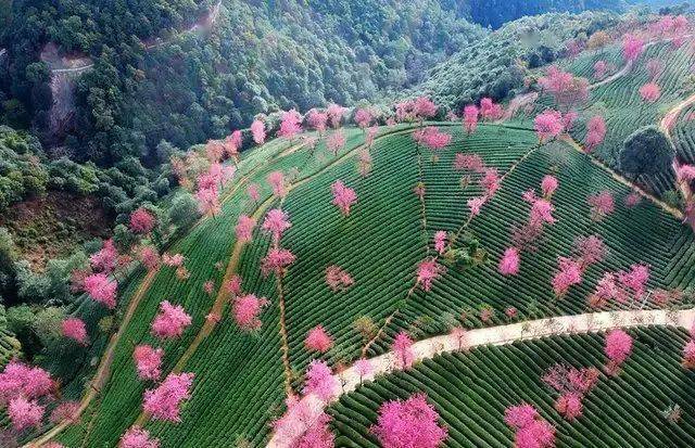 云南无量山樱花谷有中国最早的春天当其它地方大雪纷飞这里已是花开成