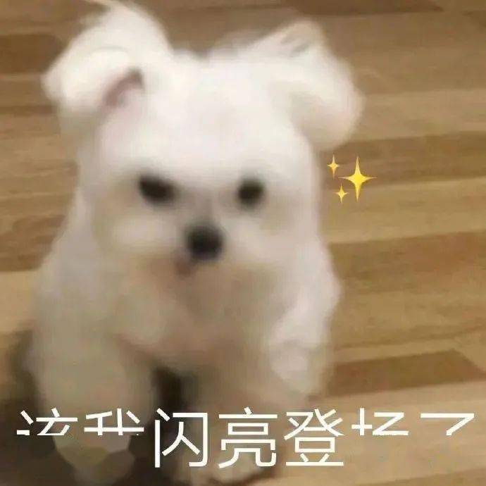 猫跟狗的表情包 256fbafc0be844b9ba8e79362012a5ba.jpeg
