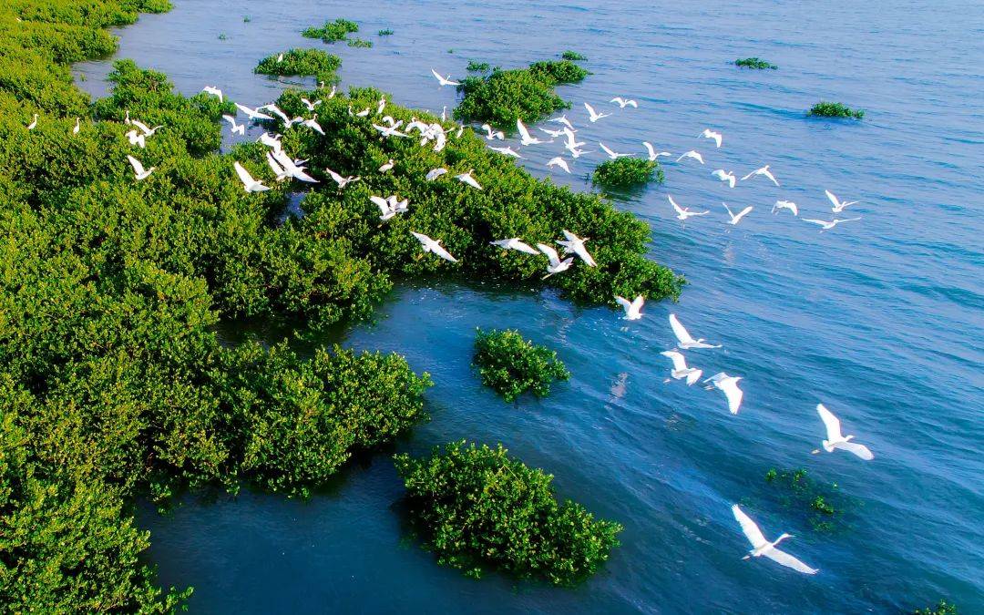 红树林保护修复提速,再造"海上森林"有多难?_北海