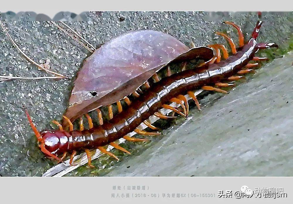 蜈蚣,传说中的"五毒"之一令人想不到的是:它是用脚注入毒剂的