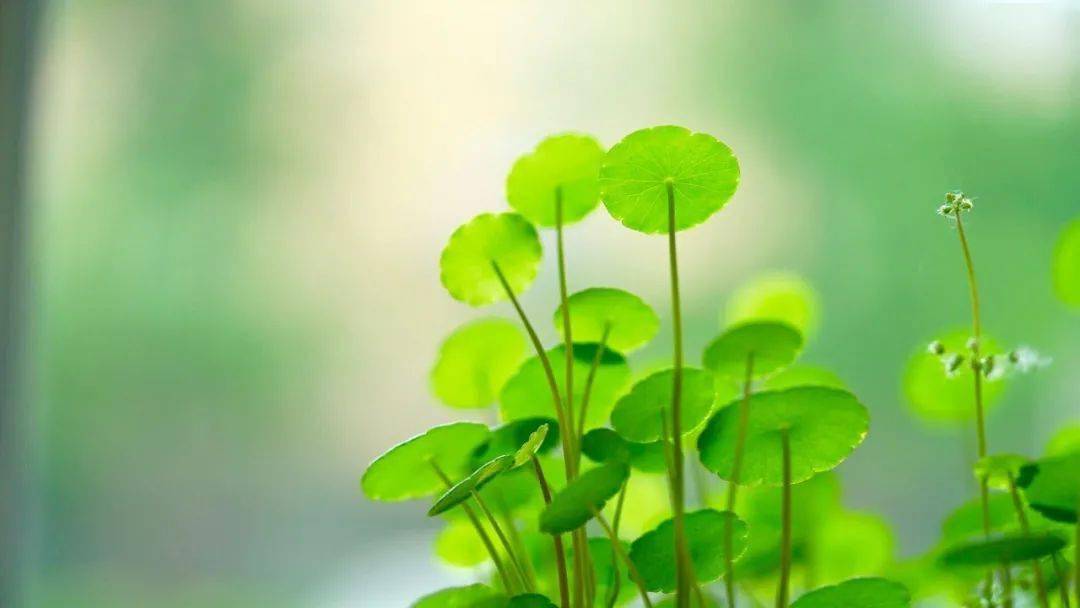 人家说节哀顺变该怎么回答 61eb147fc13d4980b0121f2ec6a01cfa.jpeg