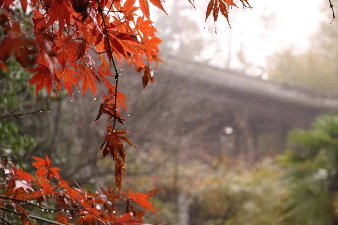 绵绵秋雨不紧不慢的从乌蒙蒙的天际间飘落着,比夏雨少了几分仓促,多了