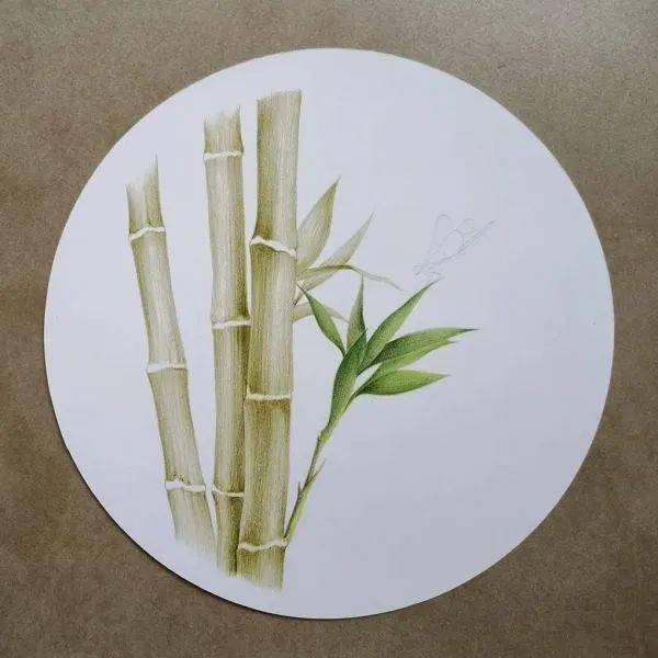 彩铅教程 | 向上的竹子 画法步骤