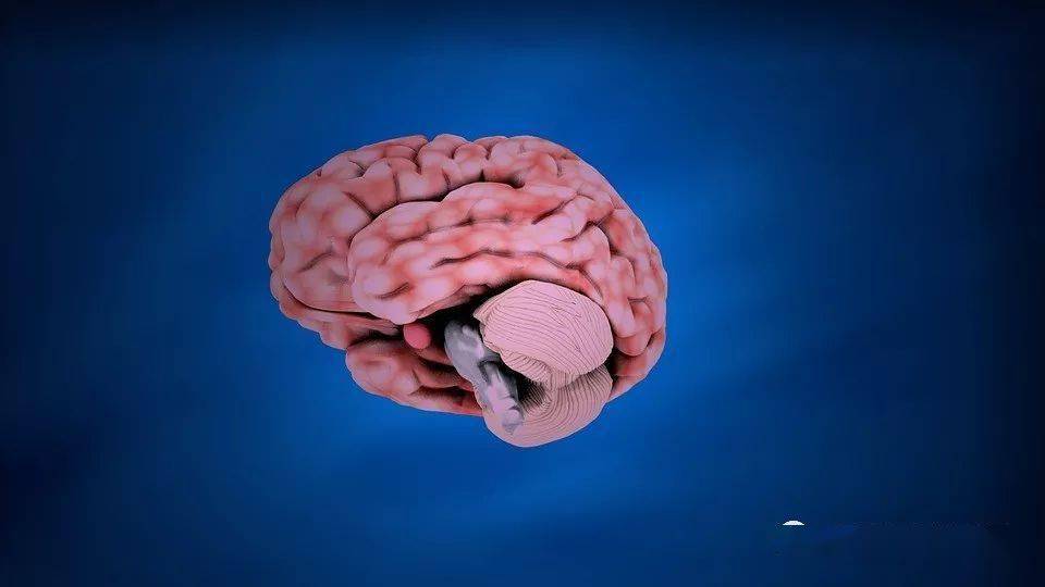 科学家一夜之间逆转动物"永久性"脑损伤,还让老年大脑恢复了年轻态.