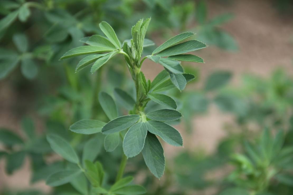 草种|草种飞上太空！嫦娥五号开展空间诱变实验