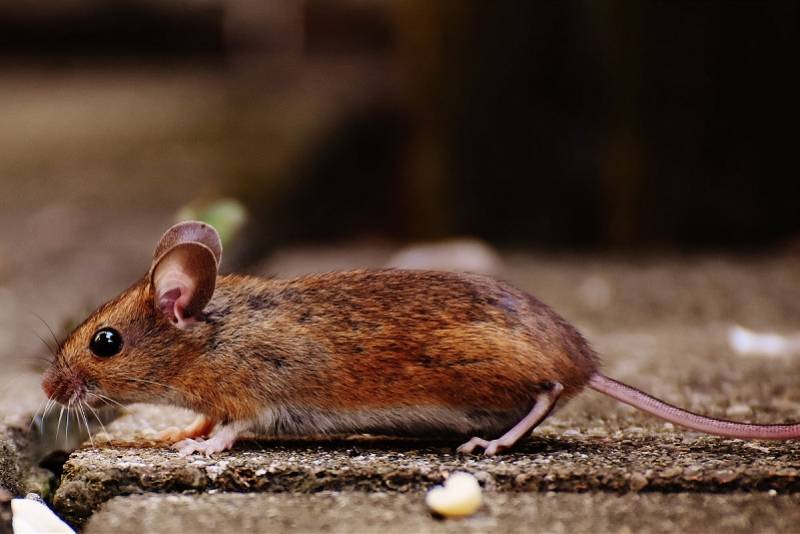 小鼠|抗衰老疗法重大突破：细胞重新编程逆转生物钟可恢复小鼠视力