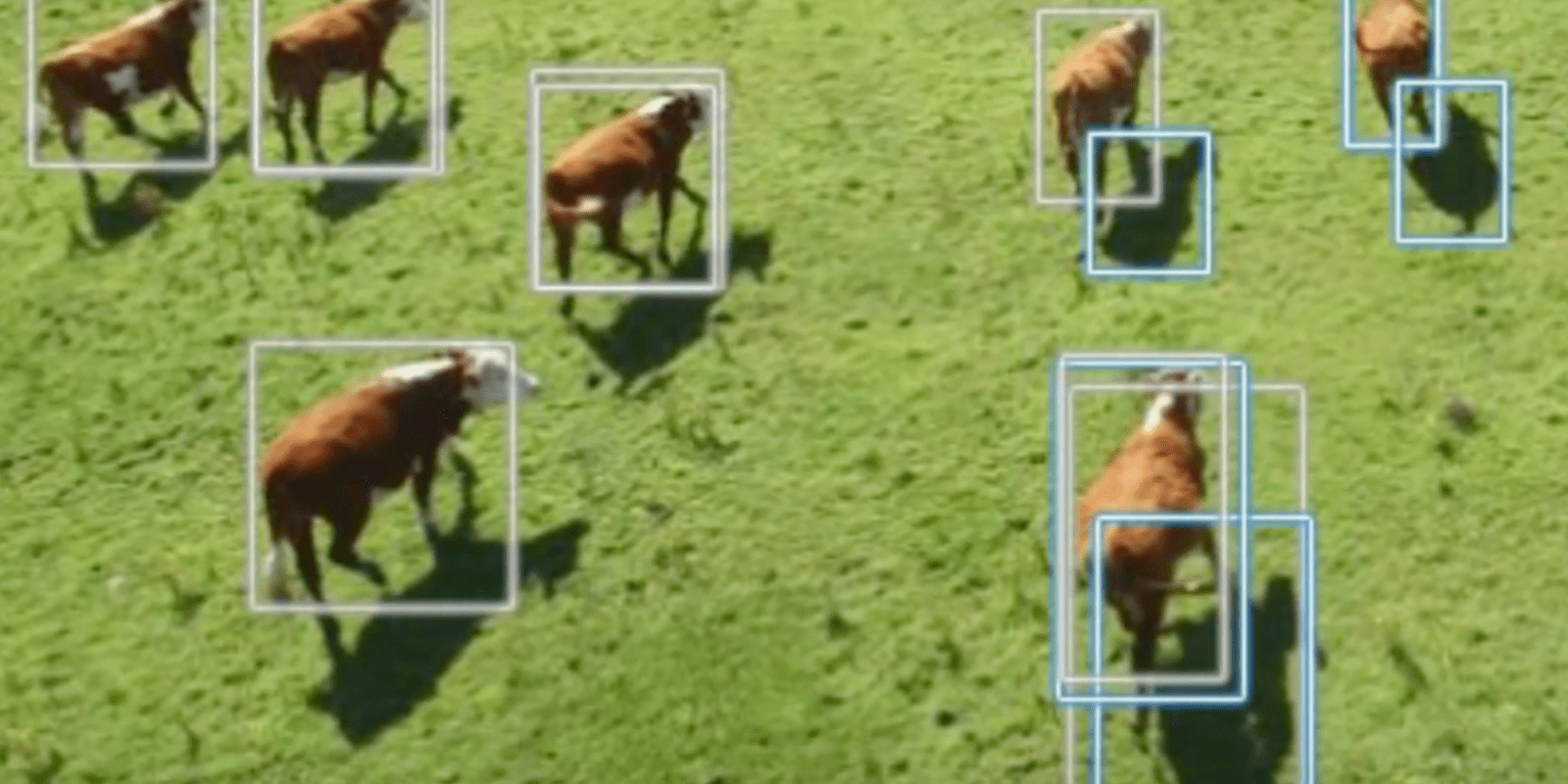 BeeFree|一架管1000头牛！为用大疆无人机放牛，以色列牧民开发AI软件