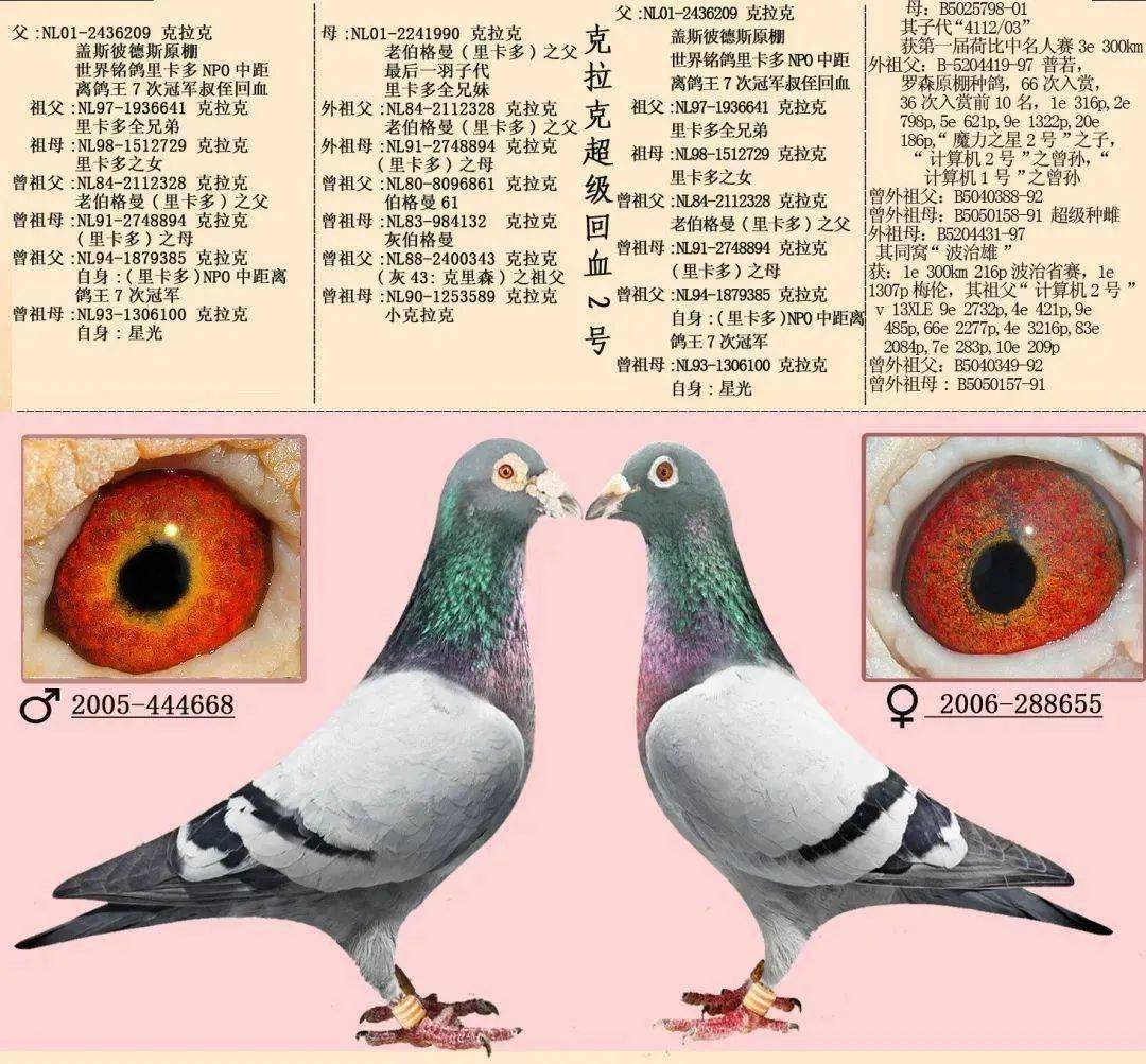 【收藏】16对世界黄金配对,附血统眼砂照片!_鸽子