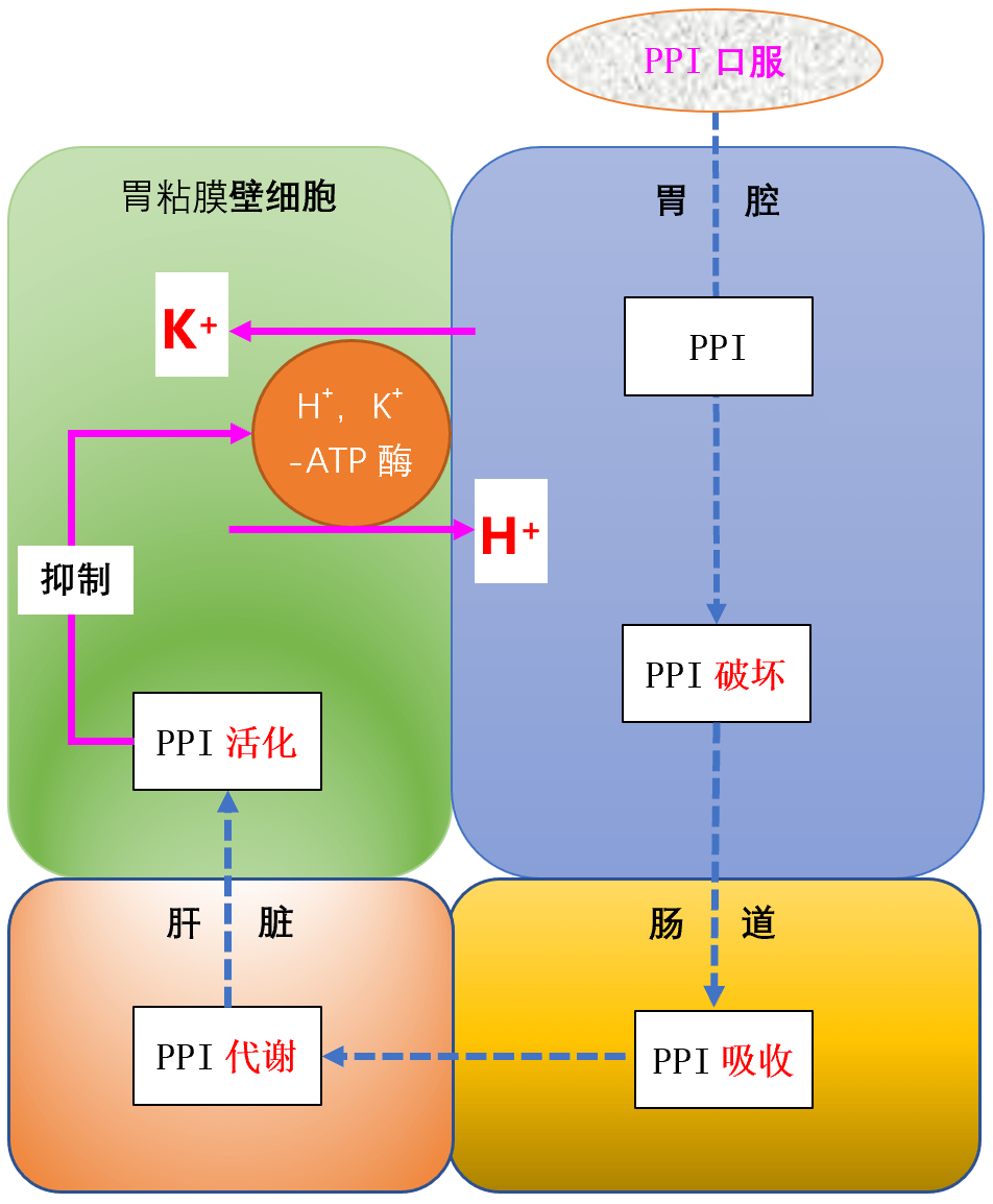 二,作用机制因此,富马酸伏诺拉生不需要制成肠溶制剂,质子泵抑制剂