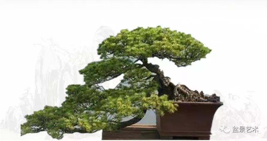 技巧〕卧干式盆景与黄金分割点