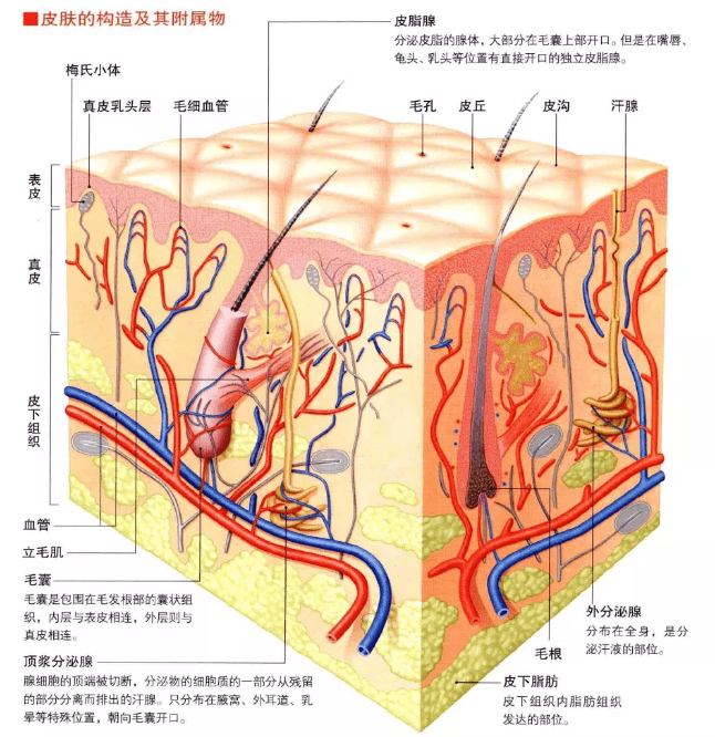 而且,皮肤内血管网较为发达,动脉和静脉在皮下组织内和真皮层内组成
