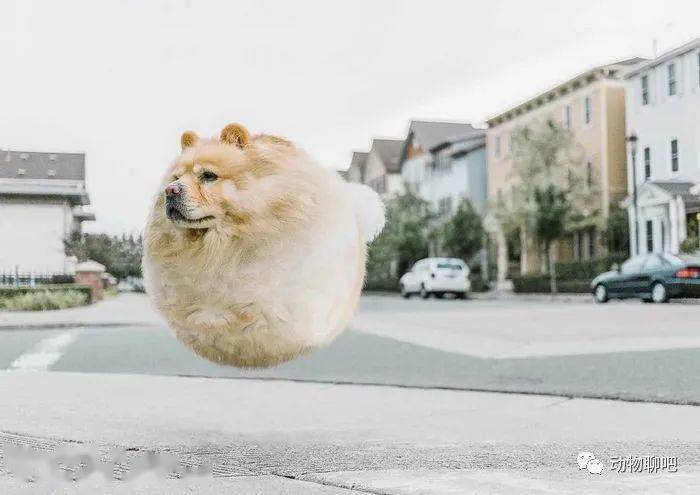 
如果这个星球上的所有动物都是胖胖的 他们会是什么样子？“bsports必一体育”(图7)