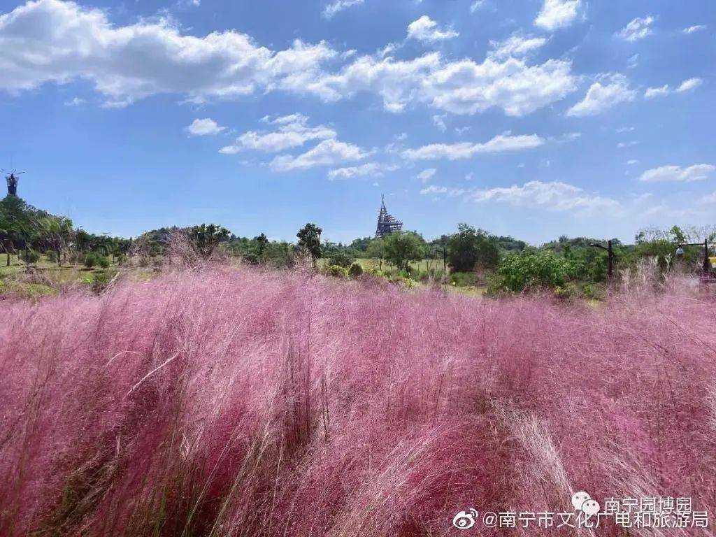 并且集合了三大网红花海打卡地,如何靓爆抖音,朋友圈,去南宁园博园一