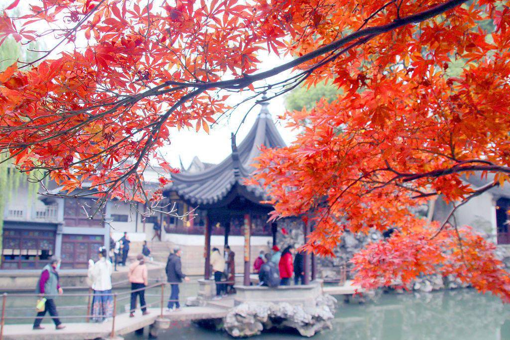 江苏苏州园林枫叶绯红 成冬日迷人风景