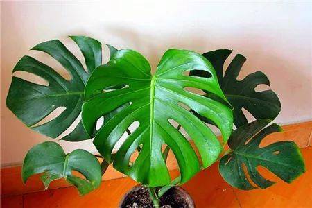 龟背竹怎么修剪才能变直 6facad38f279444184c5c7522a2e0bc6.jpeg