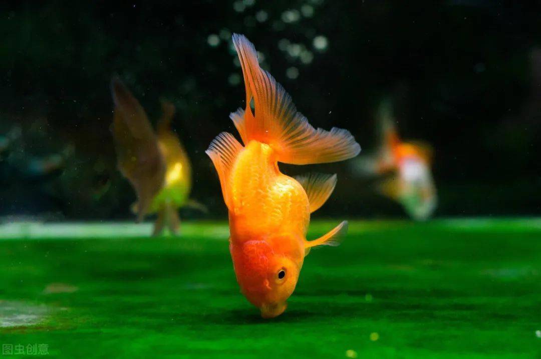 壁纸金鱼游动 壁纸金鱼游动画法