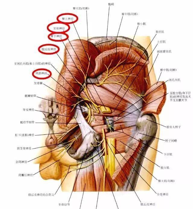 下肢神经的组成及走行汇总,轻松搞定腰腿疼!