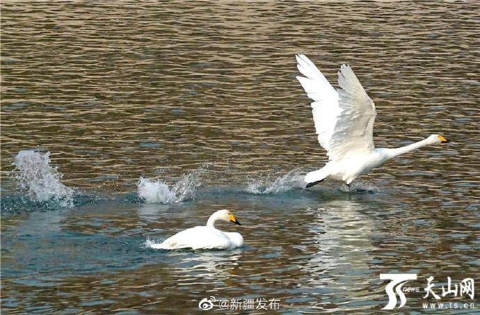 库尔勒越冬天鹅增至300余只