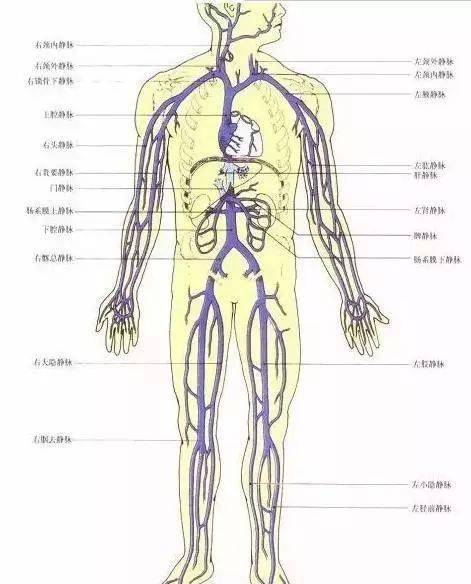 筋长一寸,延寿十年,身上筋结散,体内百病除!