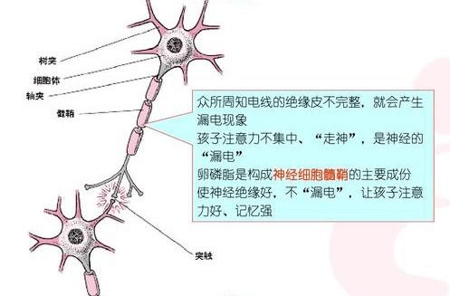 神经元由细胞体和突触组成,而大脑发育的真正目标,就是让这些神经元与