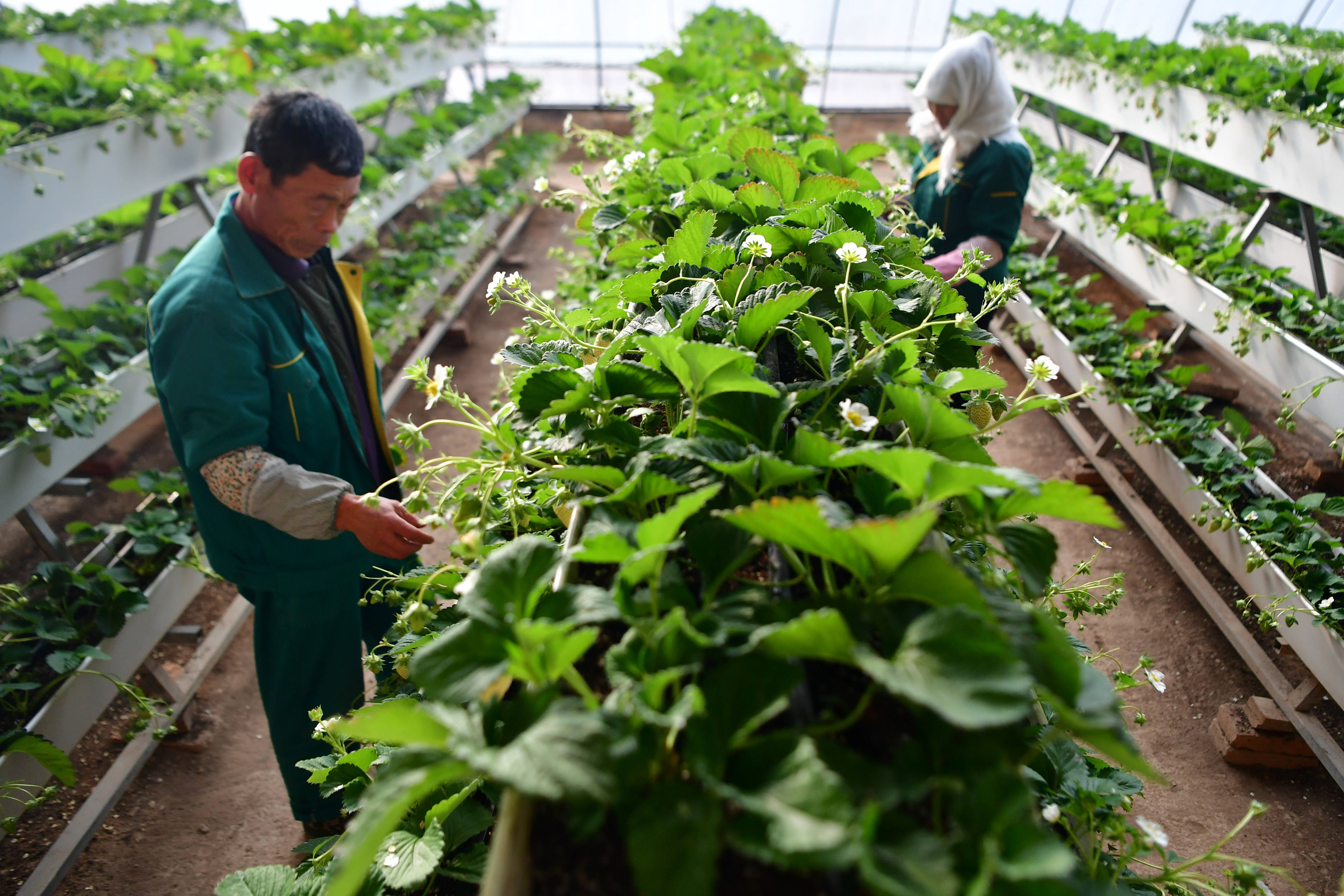 12月8日,工人在兰州新区现代农业示范园内查看草莓生长情况.